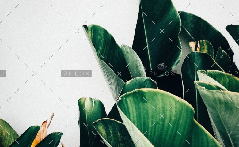 demo-attachment-385-kiki-siepel-787802-unsplash